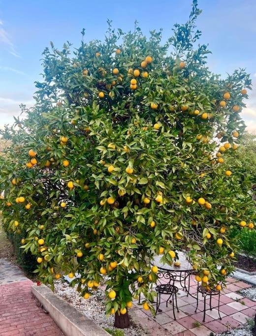 Finca Tierra Sana Естепона Екстериор снимка