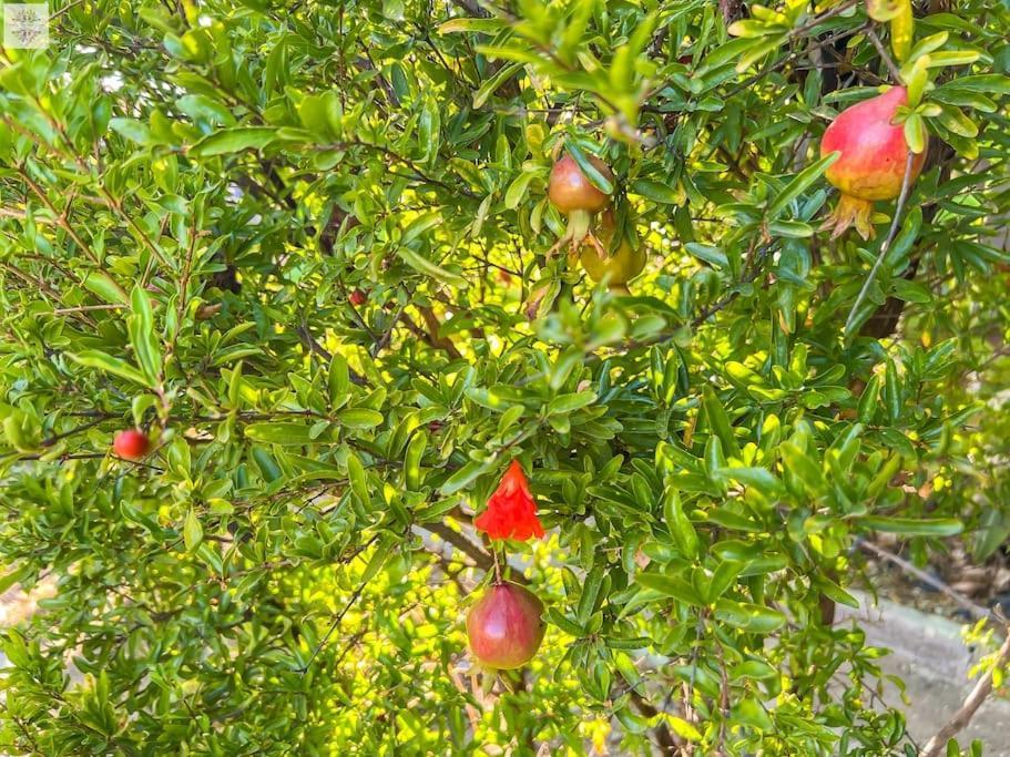 Finca Tierra Sana Естепона Екстериор снимка